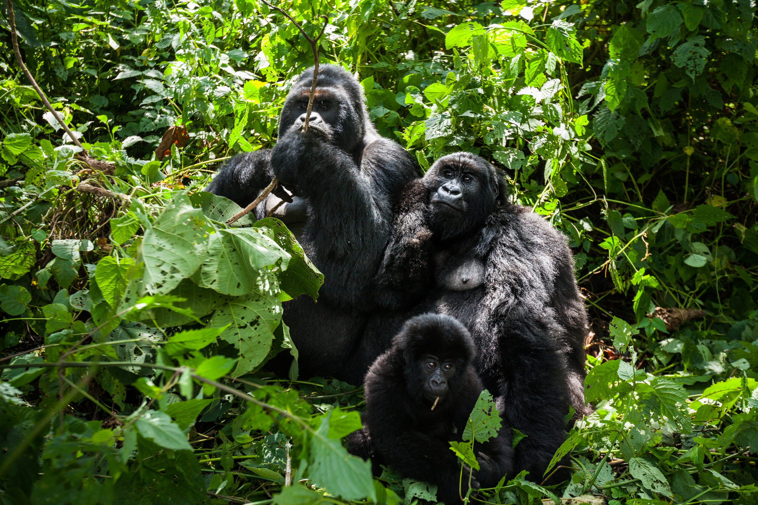 Familie berggorilla’s in het regenwoud van Rwanda – unieke wildlife-ervaring met Christoffel Travel