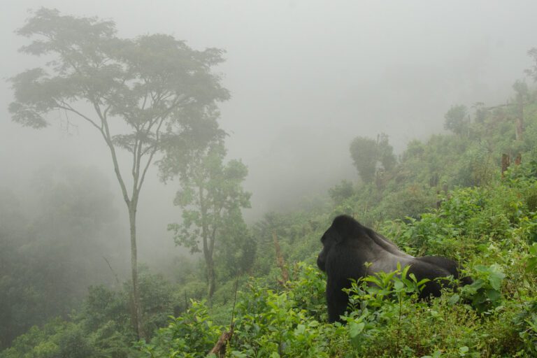 Een berggorilla verschijnt mysterieus in de mist van Bwindi Impenetrable Forest. Een betoverend moment tijdens een gorillatrekking met Christoffel Travel.
