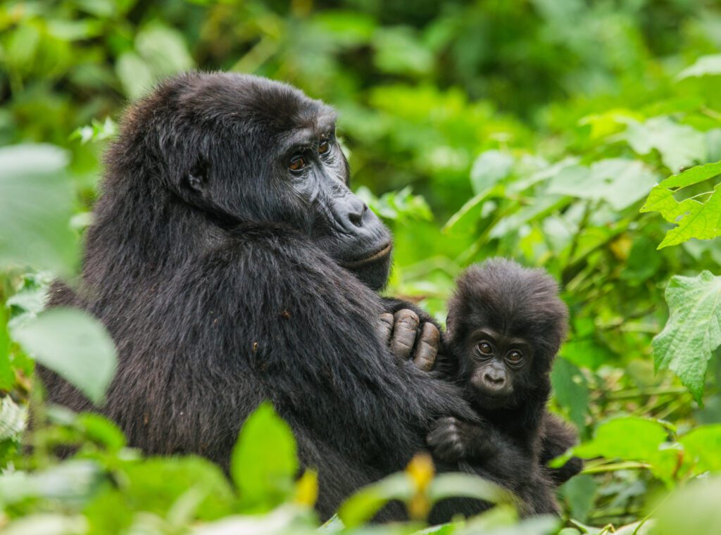 Een vrouwelijke berggorilla met haar baby in het Bwindi Impenetrable Forest, Oeganda. Intiem moment tijdens een gorillatrekking met Christoffel Travel.