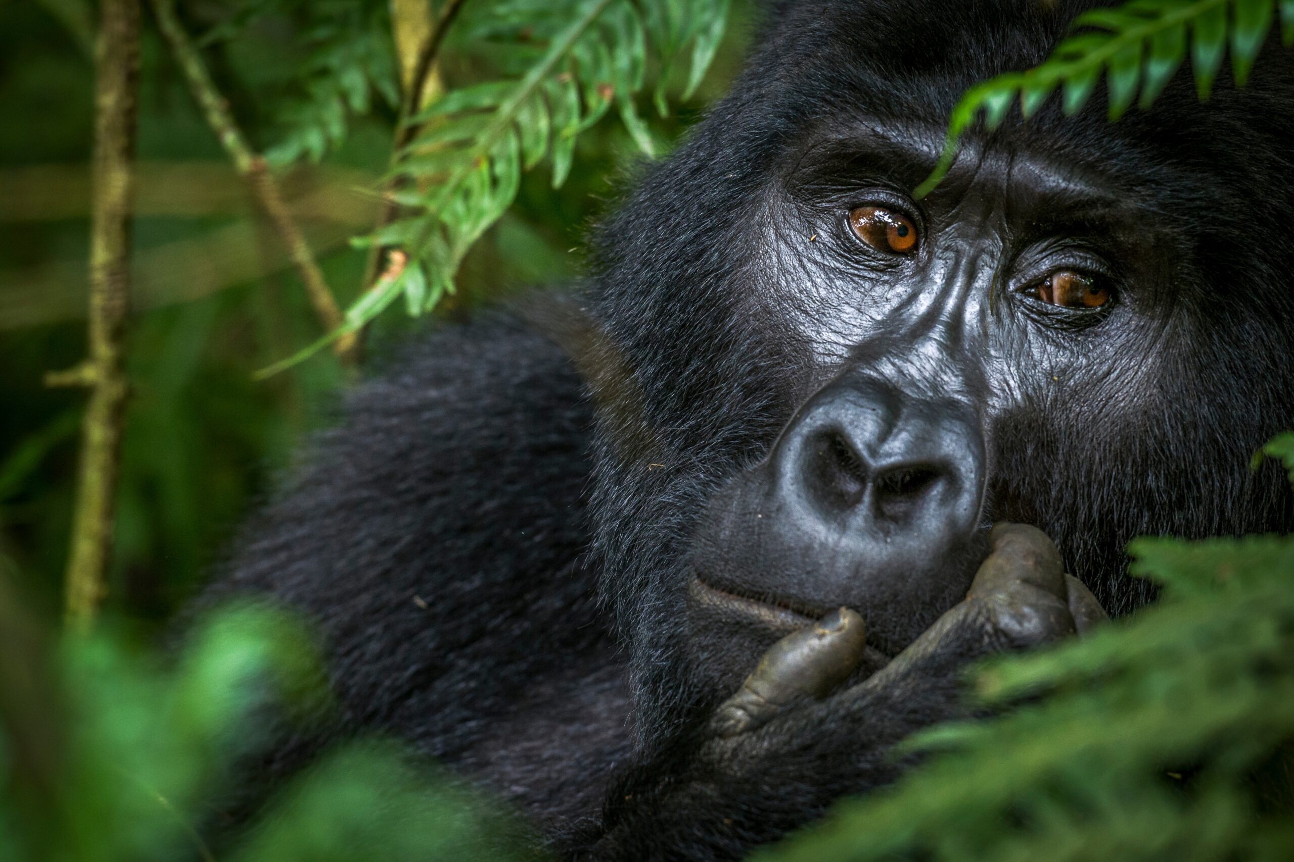 Berggorilla in Bwindi Impenetrable Forest, Oeganda – trekkingervaring met Christoffel Travel