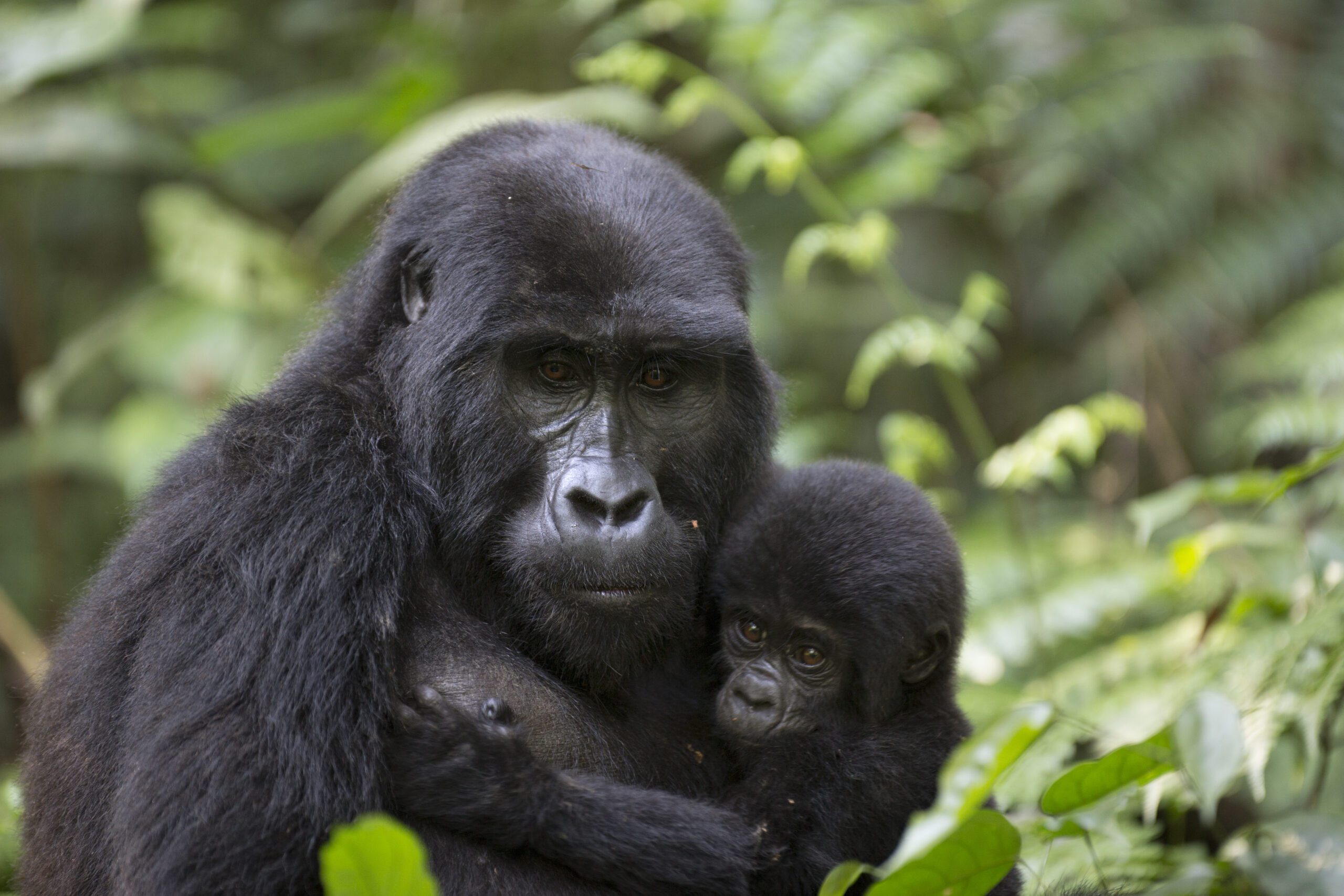Indrukwekkend portret van een vrij rondlopende berggorilla in Rwanda – een unieke natuurervaring met Christoffel Travel