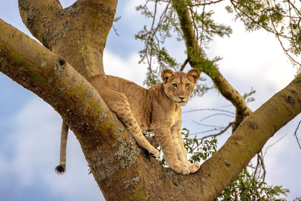 Jonge leeuw rustend in een boom in Ishasha, Queen Elizabeth National Park. Bekend om zijn boomklimmende leeuwen. Foto via Christoffel Travel.