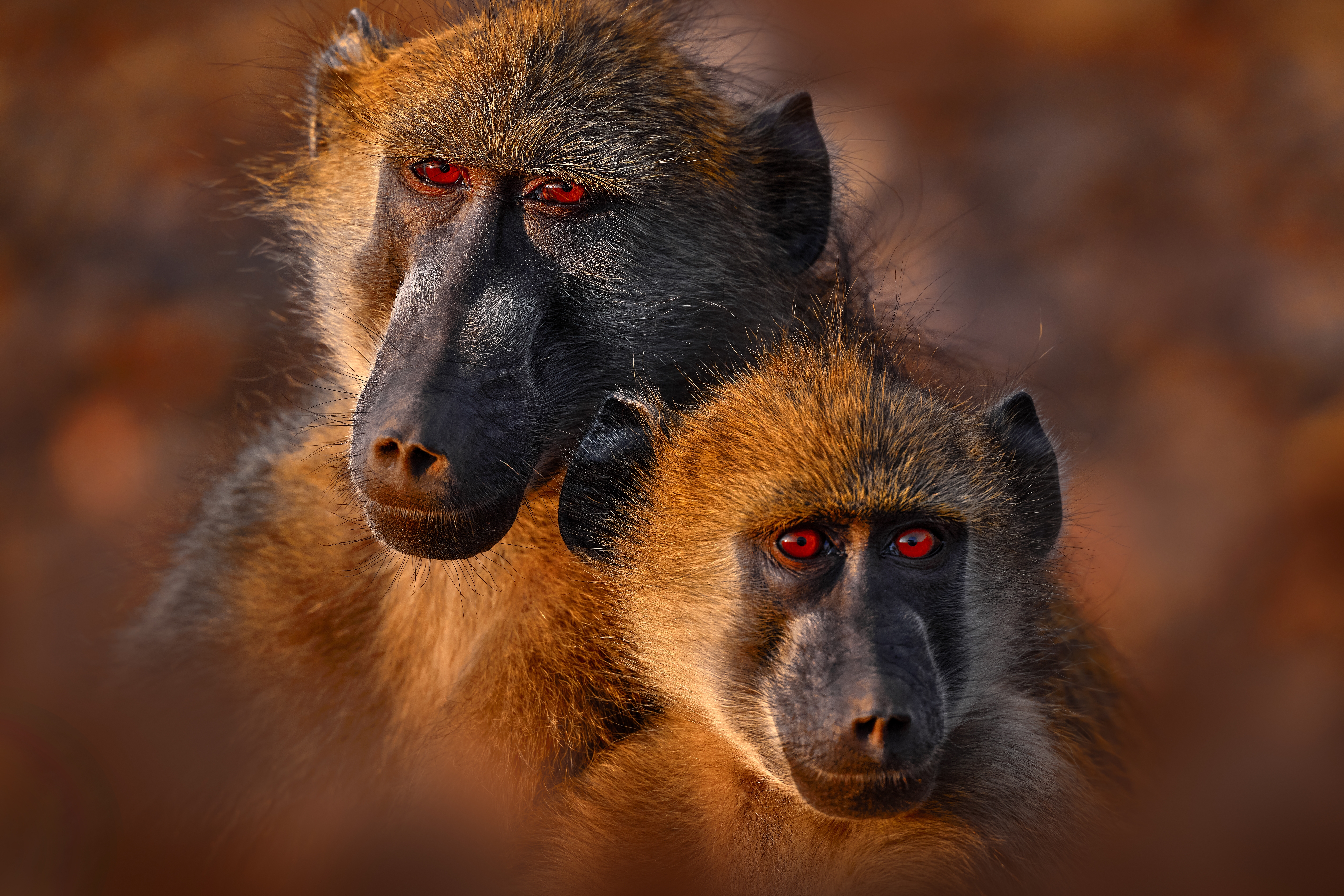 Chacmabaviaan gespot tijdens een safari in Botswana – met Christoffel Travel