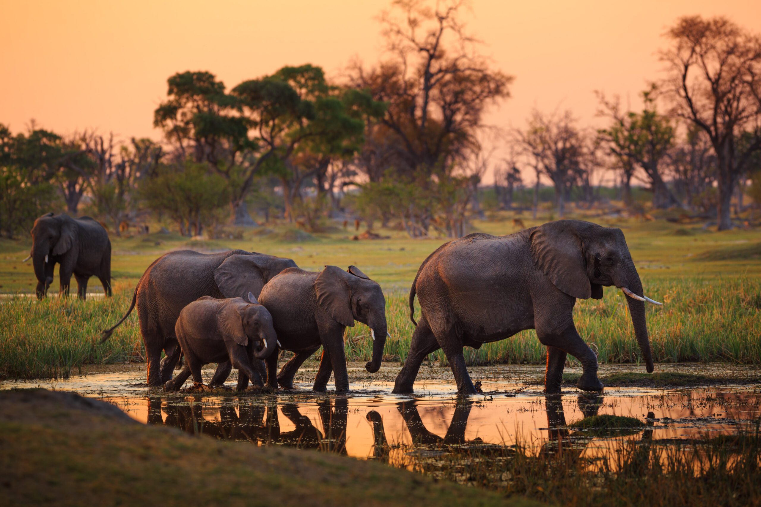 Olifanten spotten tijdens een op maat gemaakte safari in Botswana
