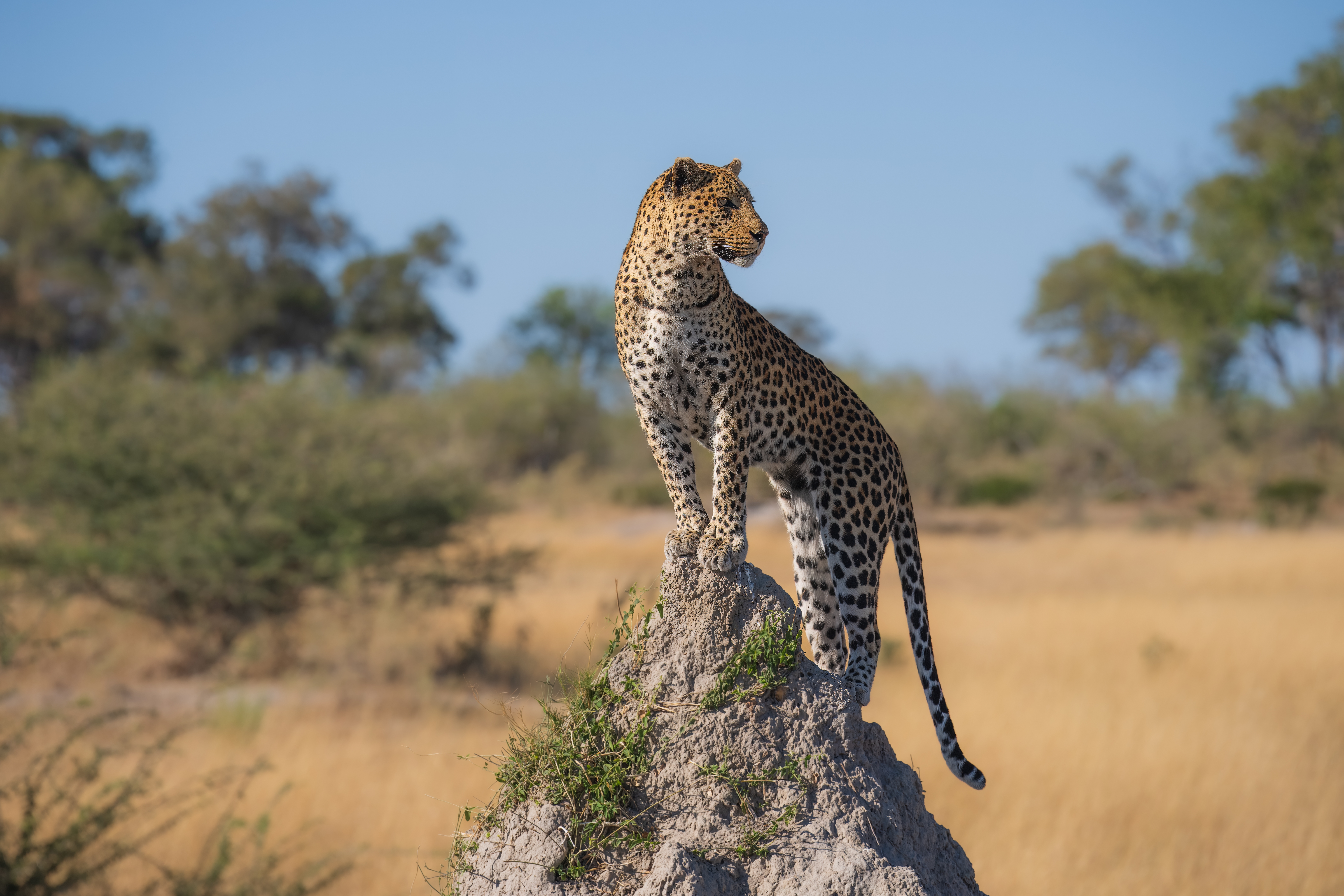 Luipaard gespot tijdens een safari in Botswana – met Christoffel Travel