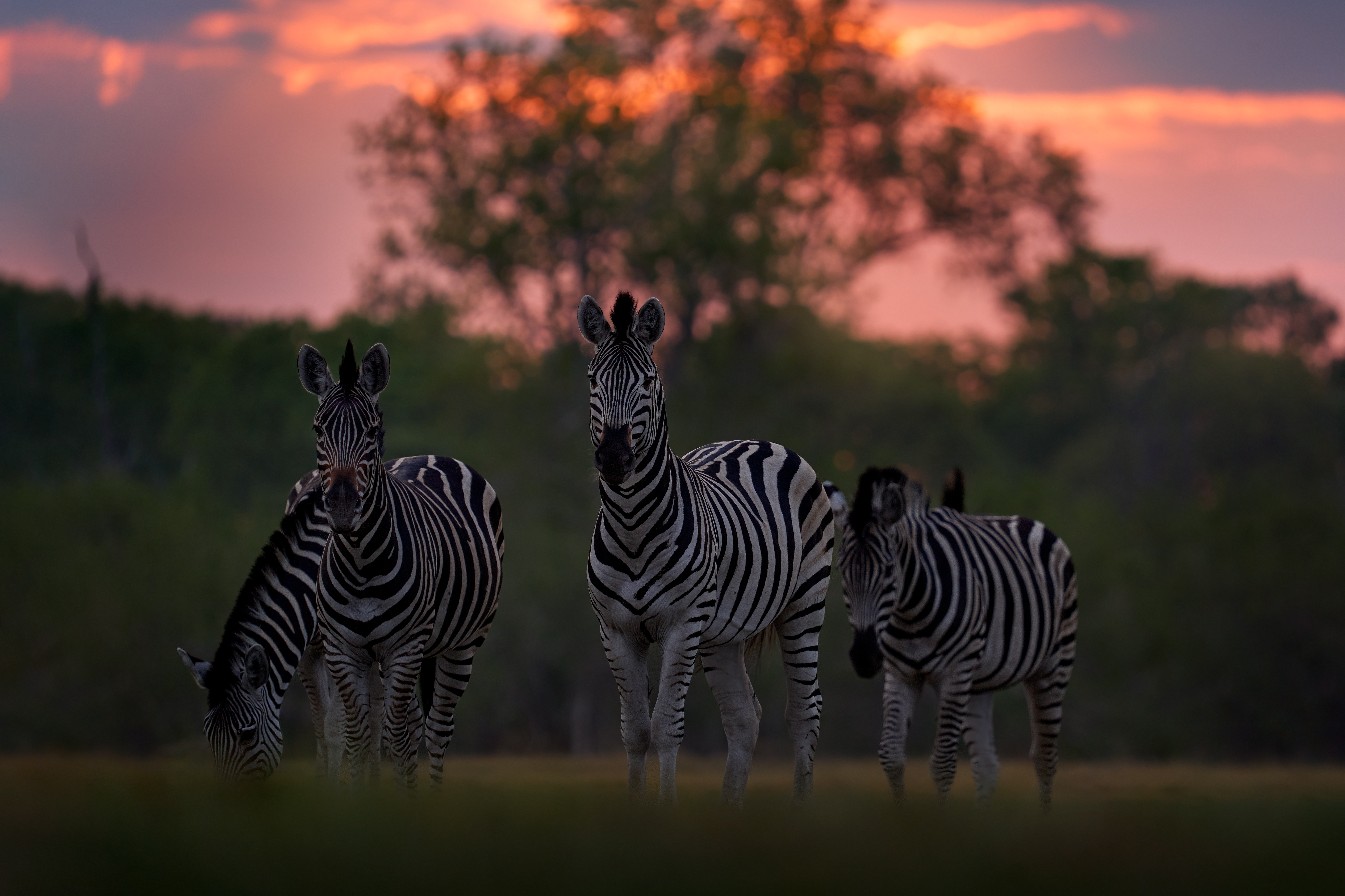 Zebra's gespot tijdens een safari in Botswana – met Christoffel Travel