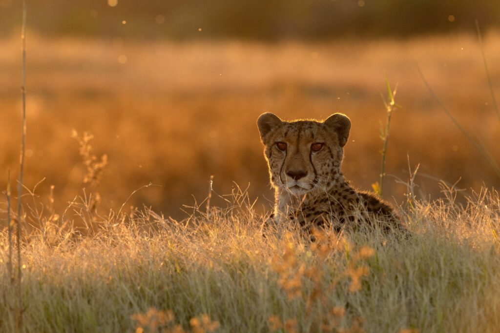 Cheetah rust in het gouden namiddaglicht in de Okavango Delta, Botswana – een intiem moment tijdens een luxe safari met Christoffel Travel.