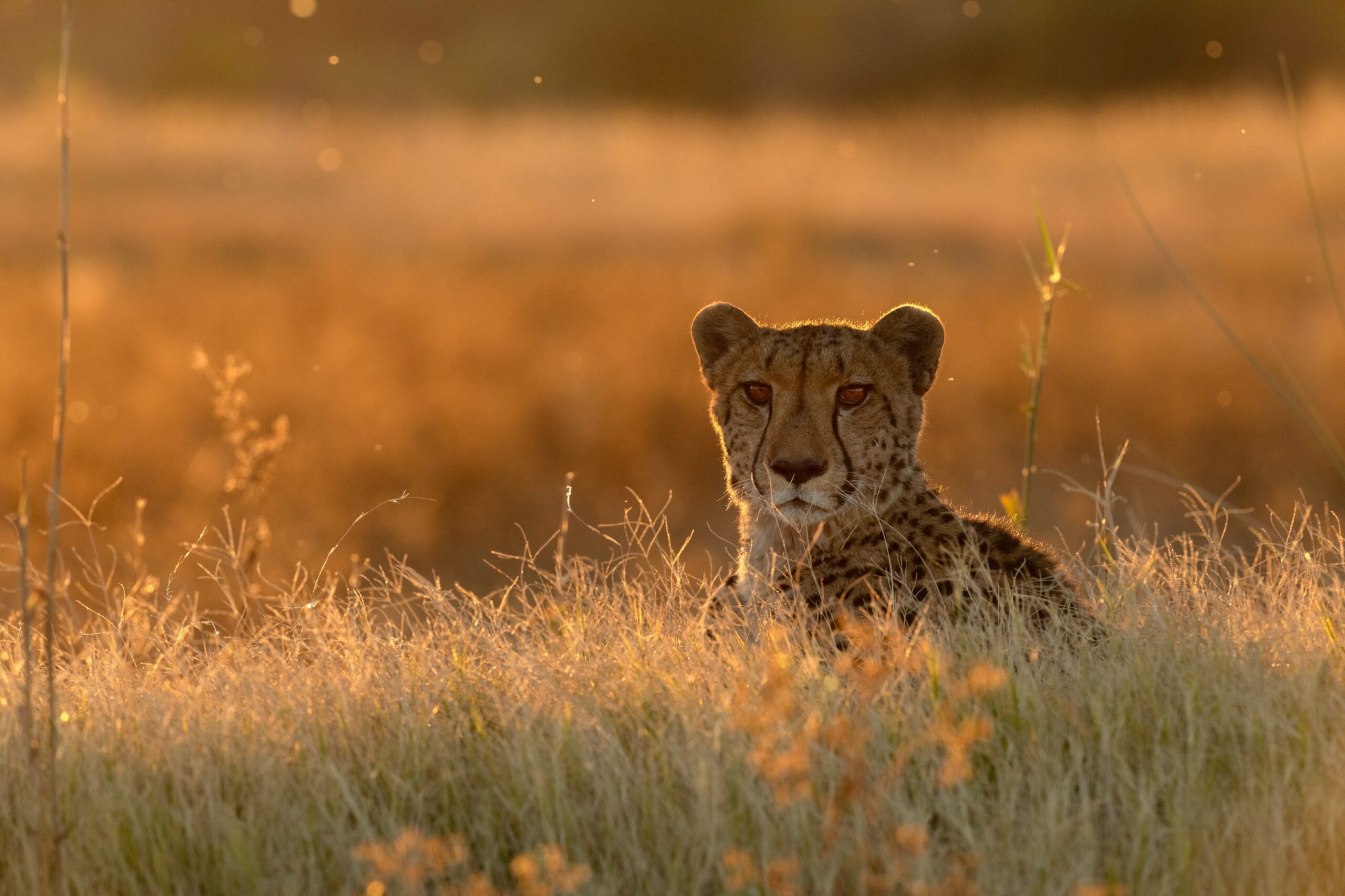 Cheetah rust in het gouden namiddaglicht in de Okavango Delta, Botswana – een intiem moment tijdens een luxe safari met Christoffel Travel.