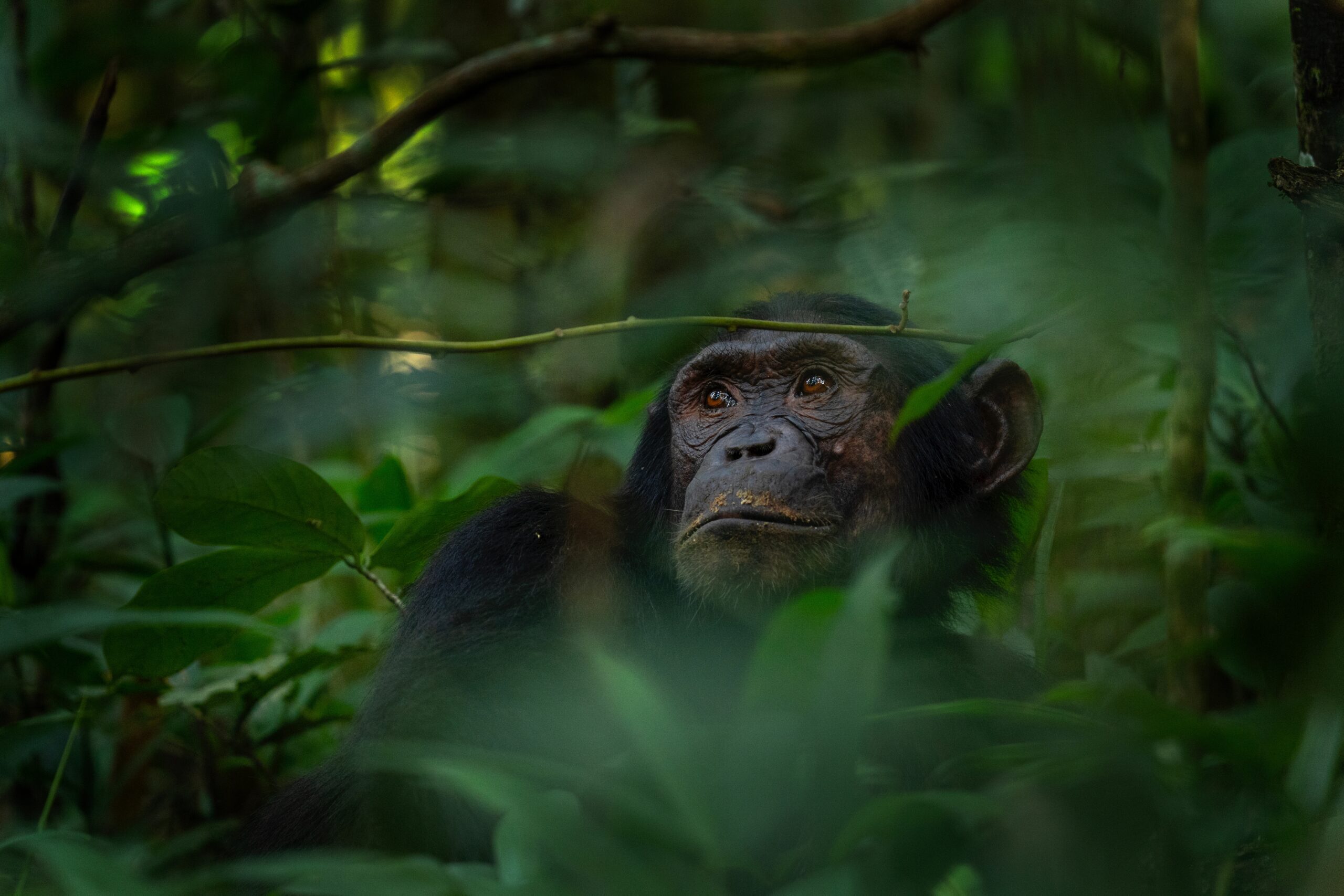 Chimpansee in het Kibale Forest National Park tijdens een safari in Oeganda