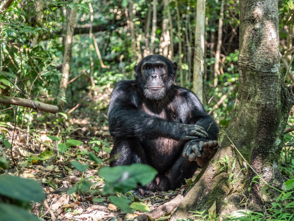 Chimpansees in Mahale Mountains National Park – unieke wilderniservaring met Christoffel Travel