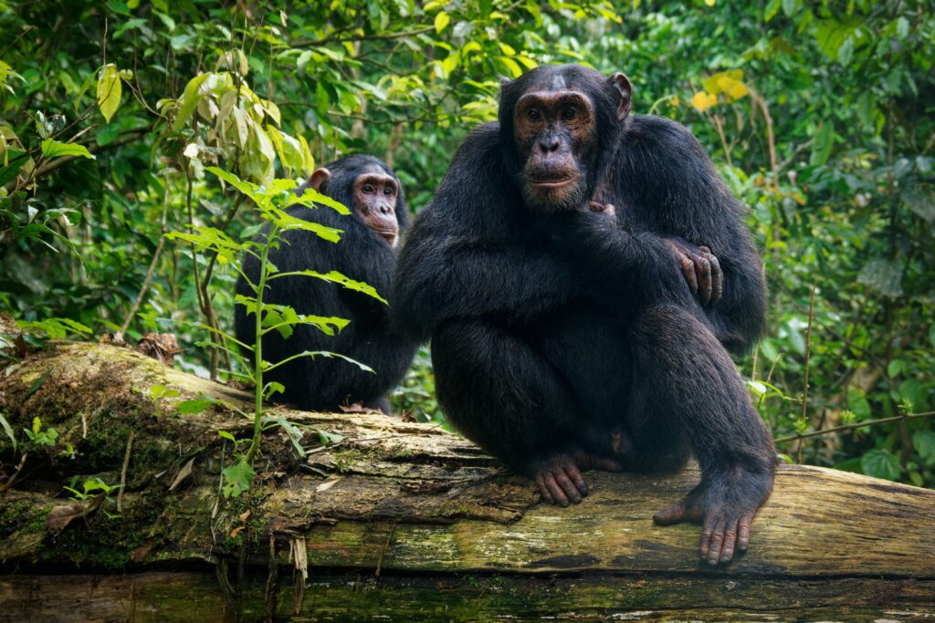 Twee chimpansees in het regenwoud van Rwanda – een fascinerende ontmoeting tijdens een reis met Christoffel Travel