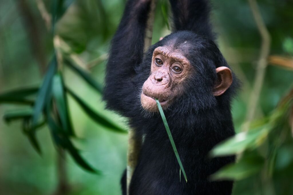 Chimpansees in Mahale Mountains National Park – unieke wilderniservaring met Christoffel Travel