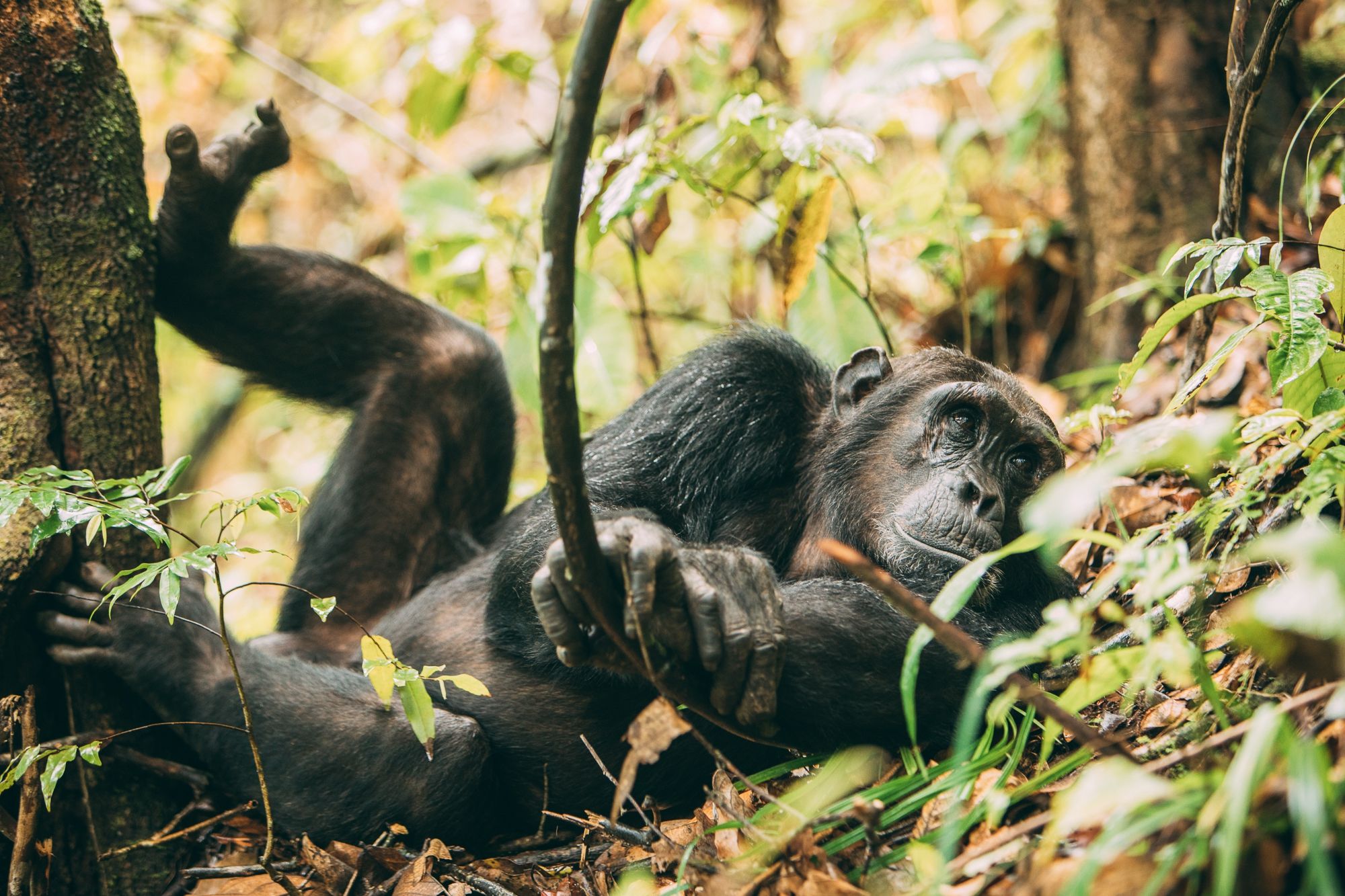 Chimpansees in Mahale Mountains National Park – unieke wilderniservaring met Christoffel Travel