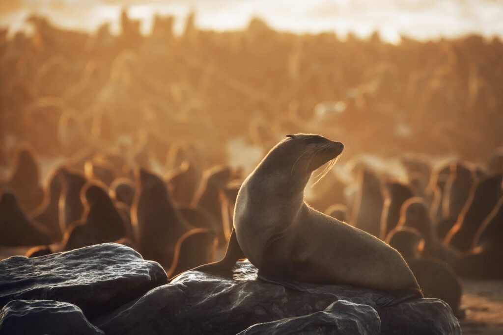 Silhouetten van zeehonden bij zonsondergang in Cape Cross Seal Reserve aan de Skeleton Coast, Namibië