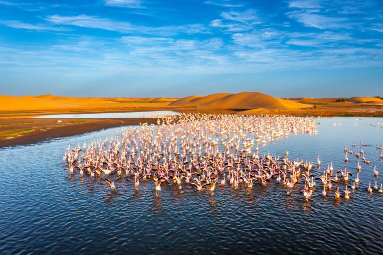 Flamingo’s in zoutwaterlagunes bij Walvisbaai in het Namib-Naukluft National Park – Namibië met Christoffel Travel