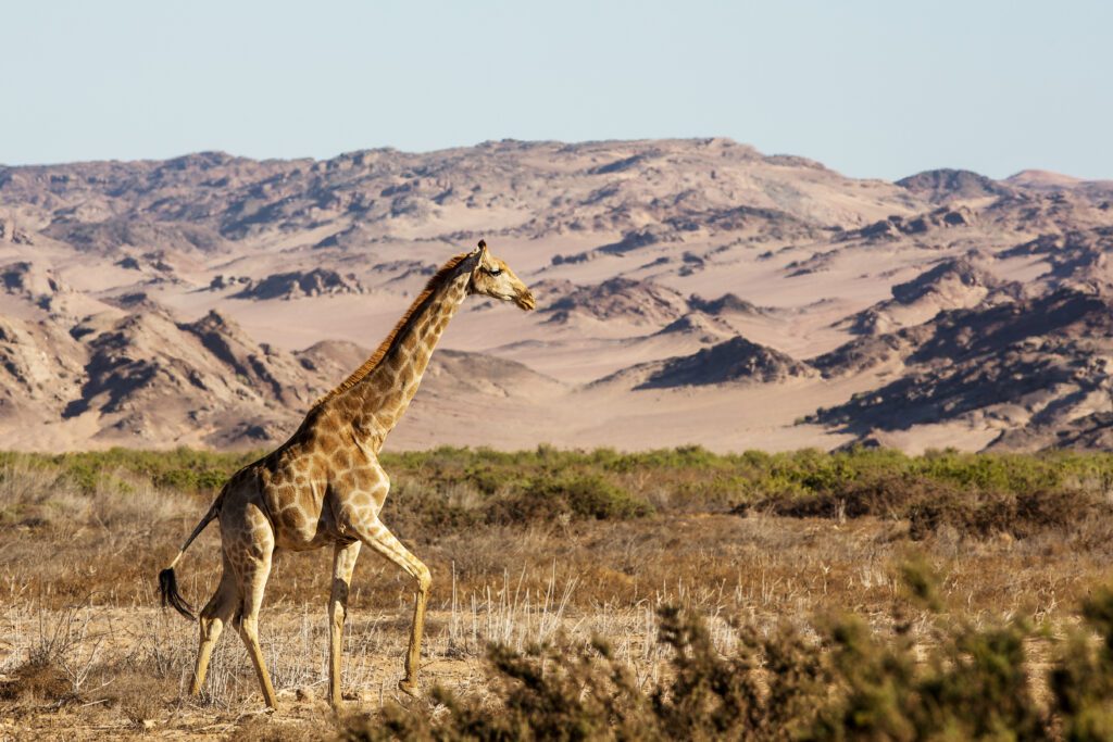 Giraffe in het droge landschap van de Hoanib-vallei, Namibië – zeldzaam wild in ruige wildernis