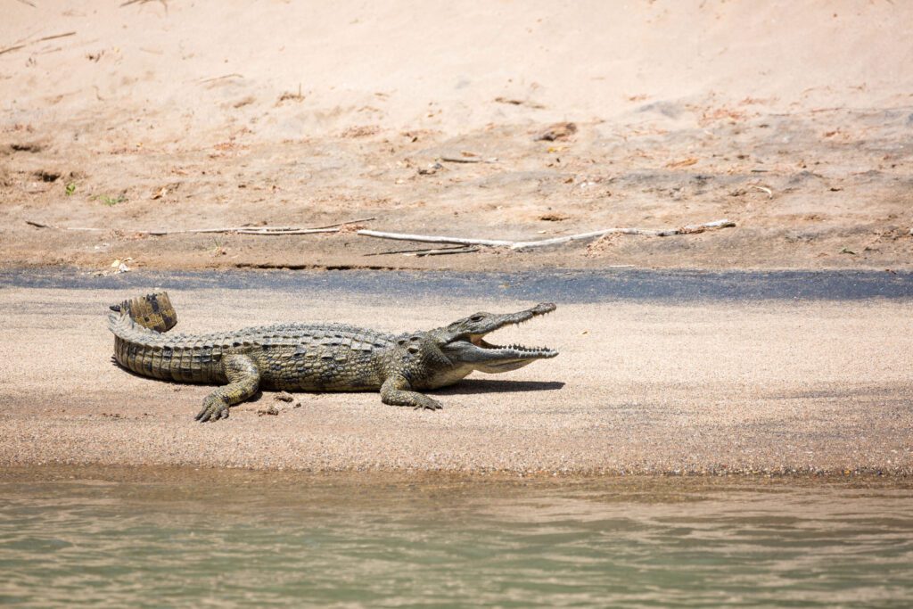 Krokodil zonnebaadt op een zandbank aan de Kunene-rivier nabij Epupa, Namibië – ongerepte grensnatuur