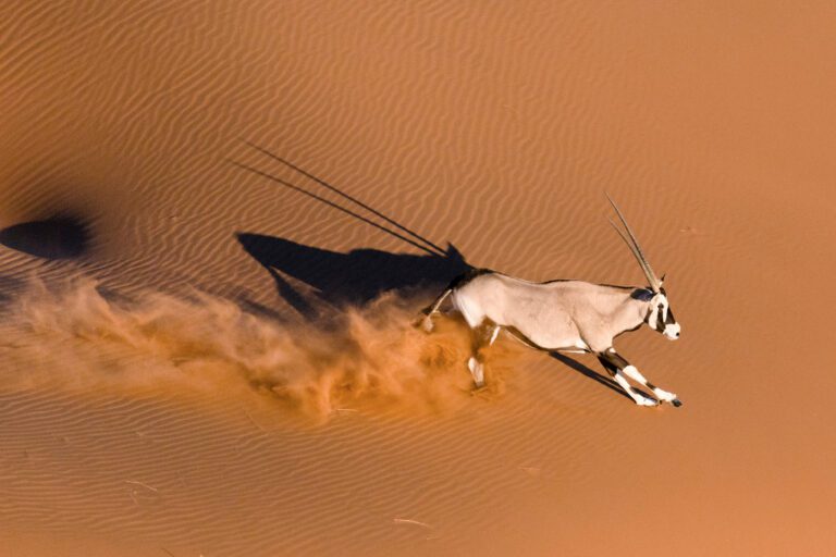 Een eenzame oryx in de duinen van Namibië – exclusieve reis met Christoffel Travel