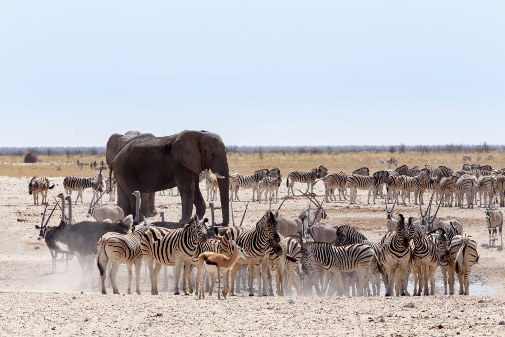 Drukbezocht waterhole met olifanten, zebra’s, oryxen en springbokken in Etosha National Park, Namibië – echte safariervaring