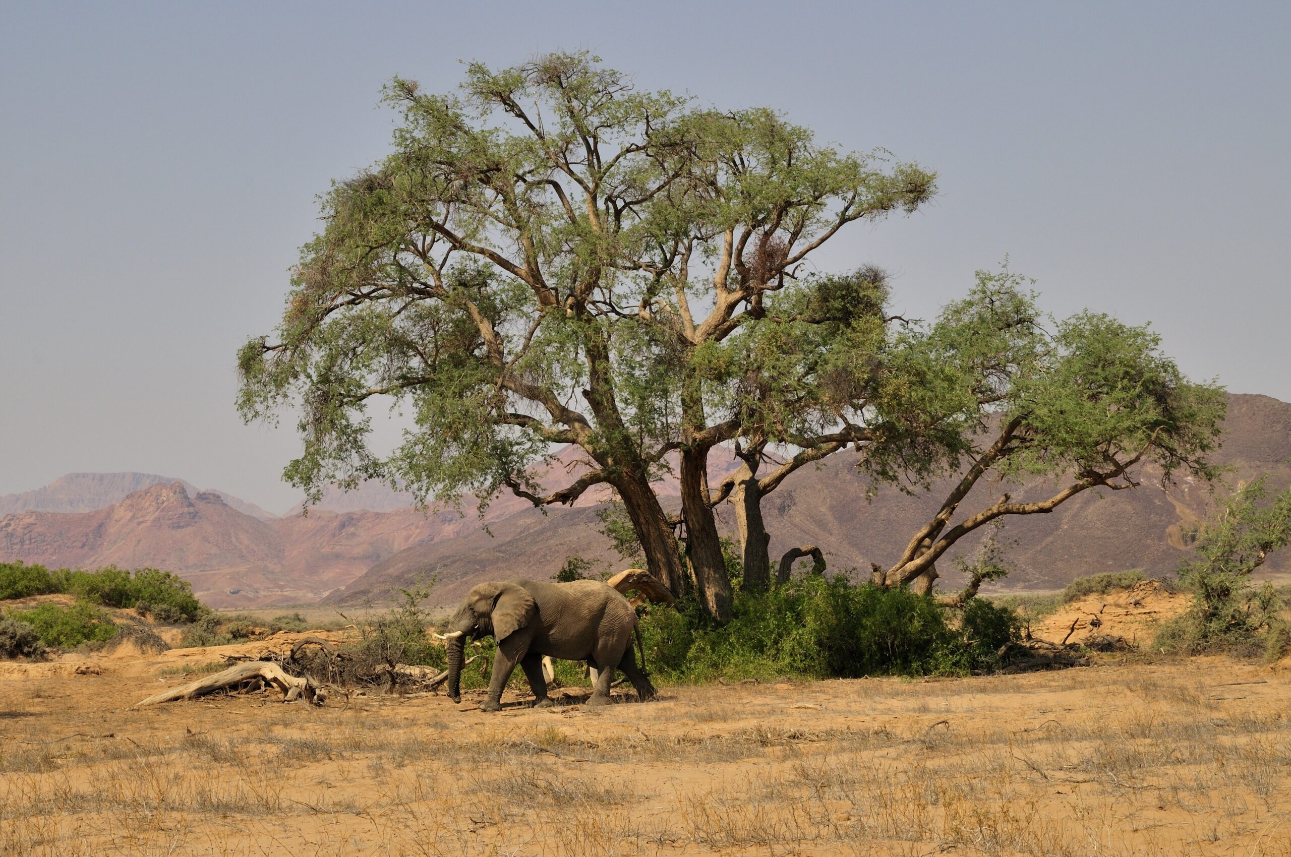 Woestijnolifant in de droge Huab-rivier in Damaraland, Namibië – exclusieve safari met Christoffel Travel