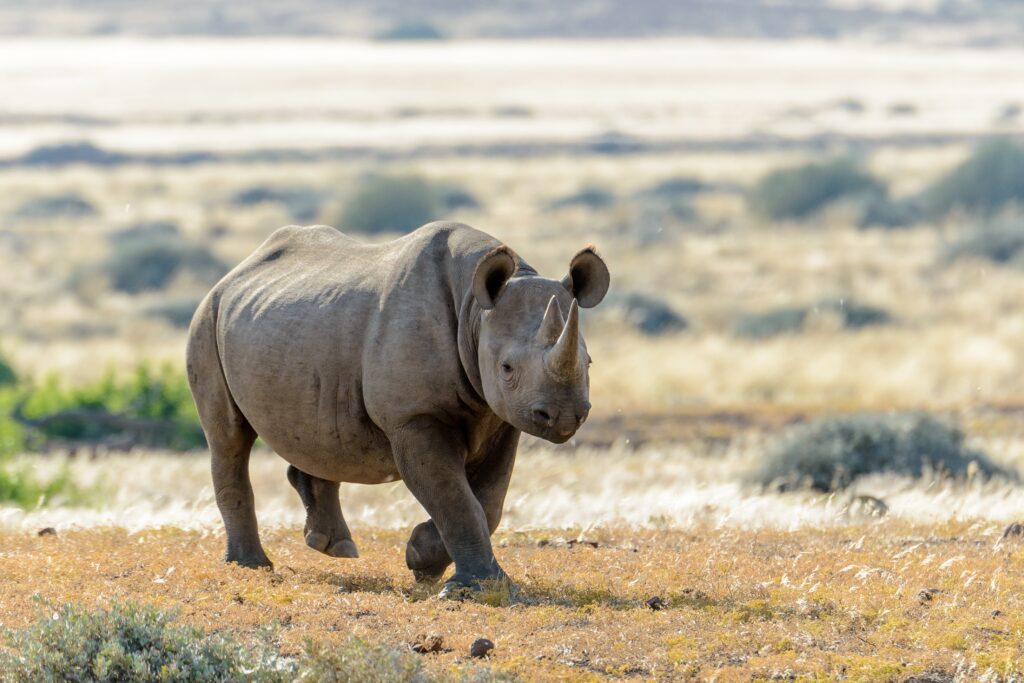 Zeldzame zwarte neushoorn (Diceros bicornis occidentalis) in Desert Rhino Camp, Palmwag Concessie – duurzame safari in Namibië met Christoffel Travel