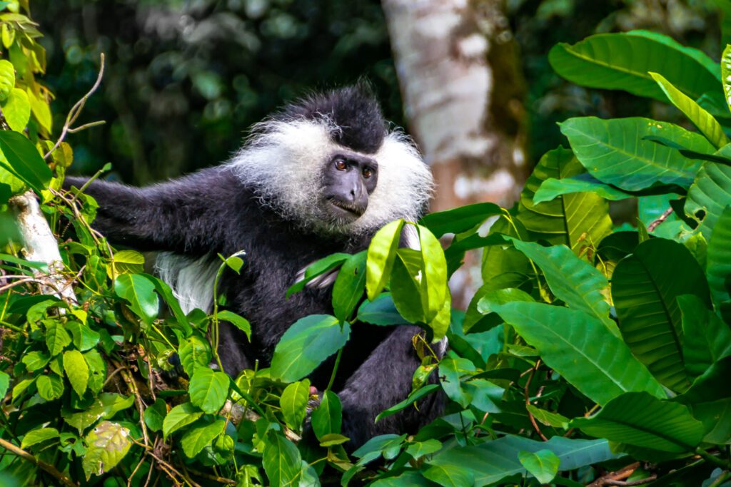 Oostelijke zwart-witte colobusaap in Nyungwe, etend tussen bladeren – gefotografeerd tijdens een reis met Christoffel Travel