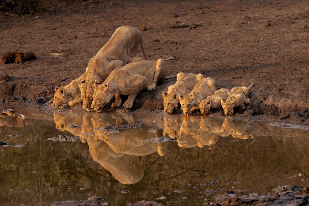 Leeuwen drinken in een waterpoel in het zachte licht van Mana Pools National Park, Zimbabwe – een magisch moment vastgelegd tijdens een luxe safari met Christoffel Travel.