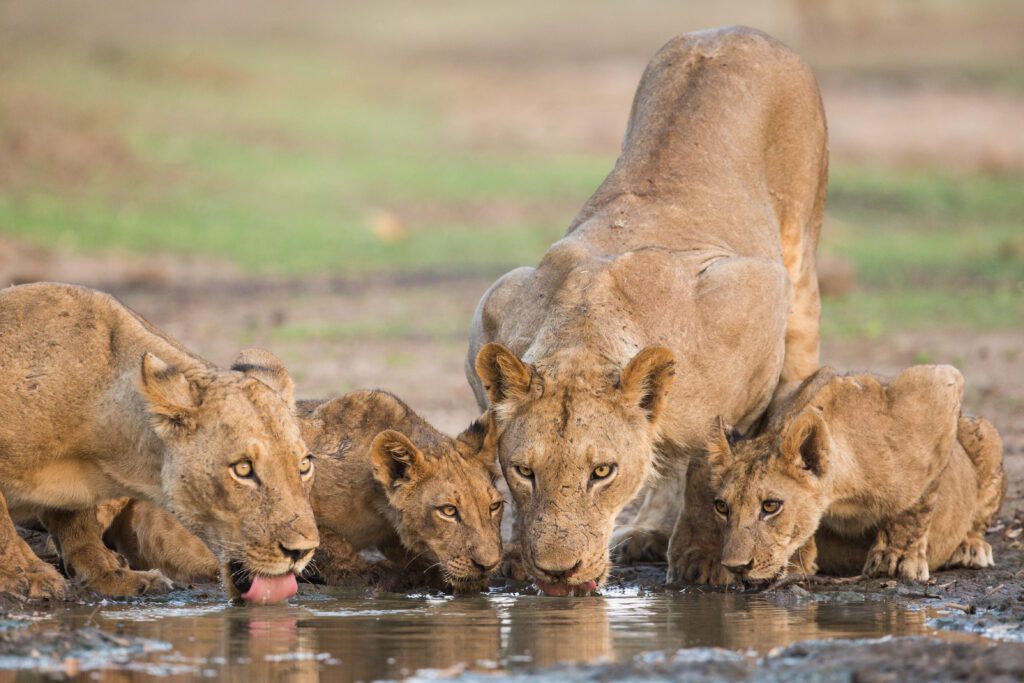Drinkende leeuwin met haar welpjes aan de waterkant tijdens een safari in Afrika – een intiem en zeldzaam moment vastgelegd met Christoffel Travel.
