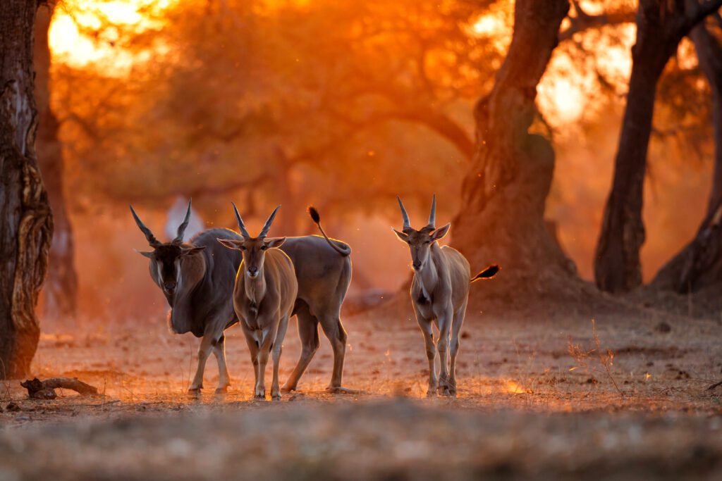 Elandantilope staat in het gouden tegenlicht van de zonsondergang in Mana Pools, Zimbabwe – natuurbeleving met Christoffel Travel