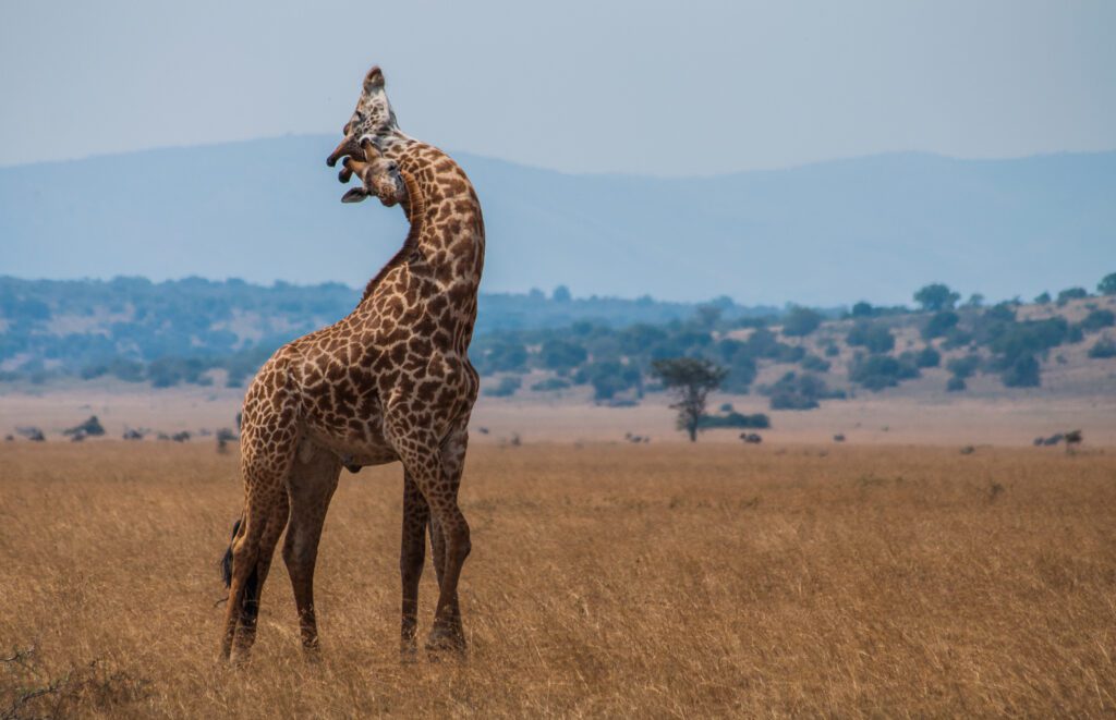 Twee giraffen die elkaar omhelzen in Akagera National Park, Rwanda – een zeldzaam en liefdevol moment vastgelegd met Christoffel Travel