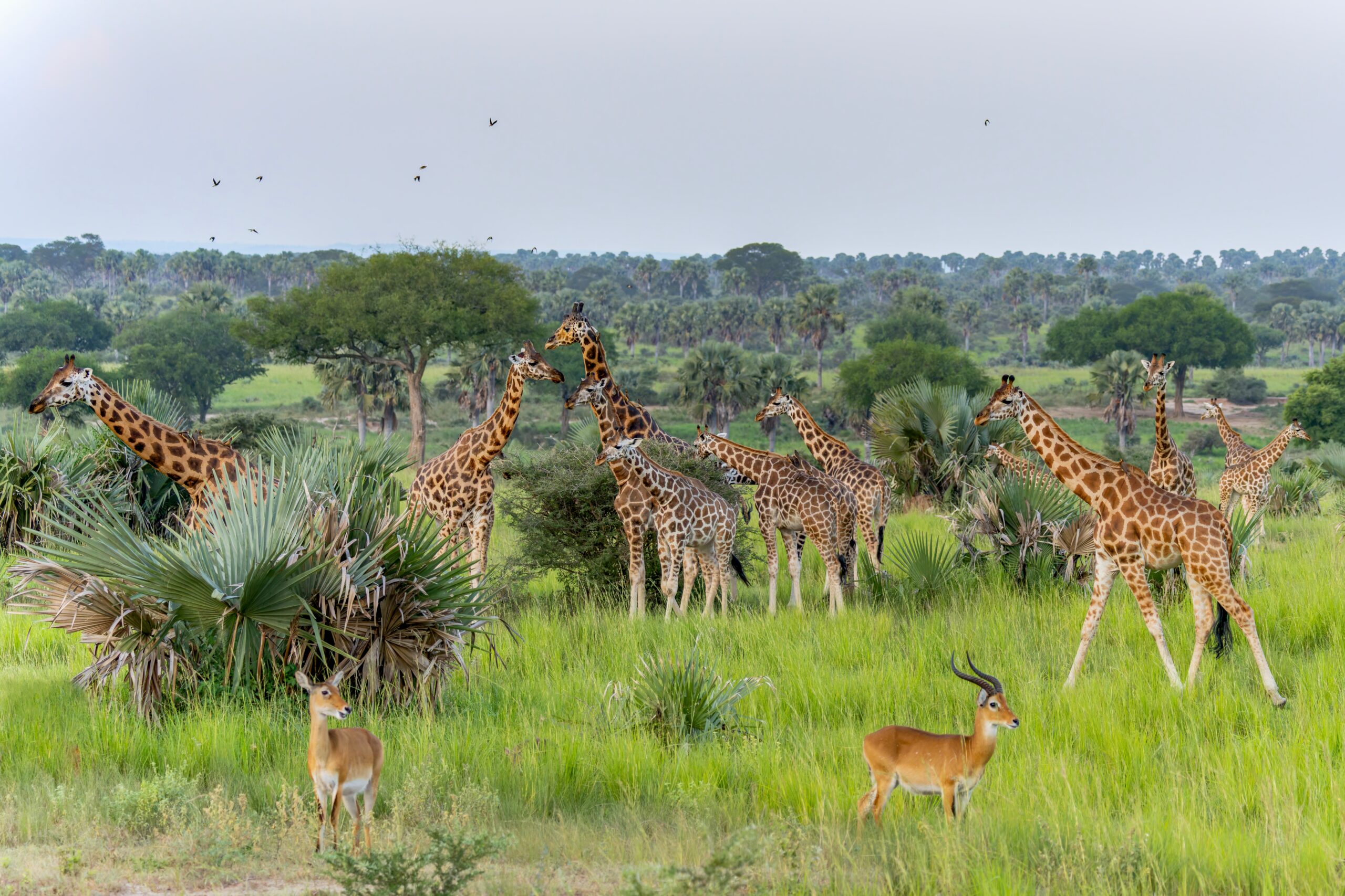 Groep giraffen in Murchison Falls National Park, Oeganda – wildsafari met Christoffel Travel