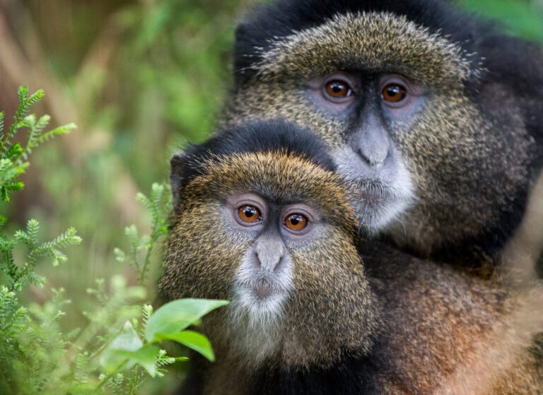 Moeder en baby golden monkey in Volcanoes National Park – bijzondere primatenervaring met Christoffel Travel