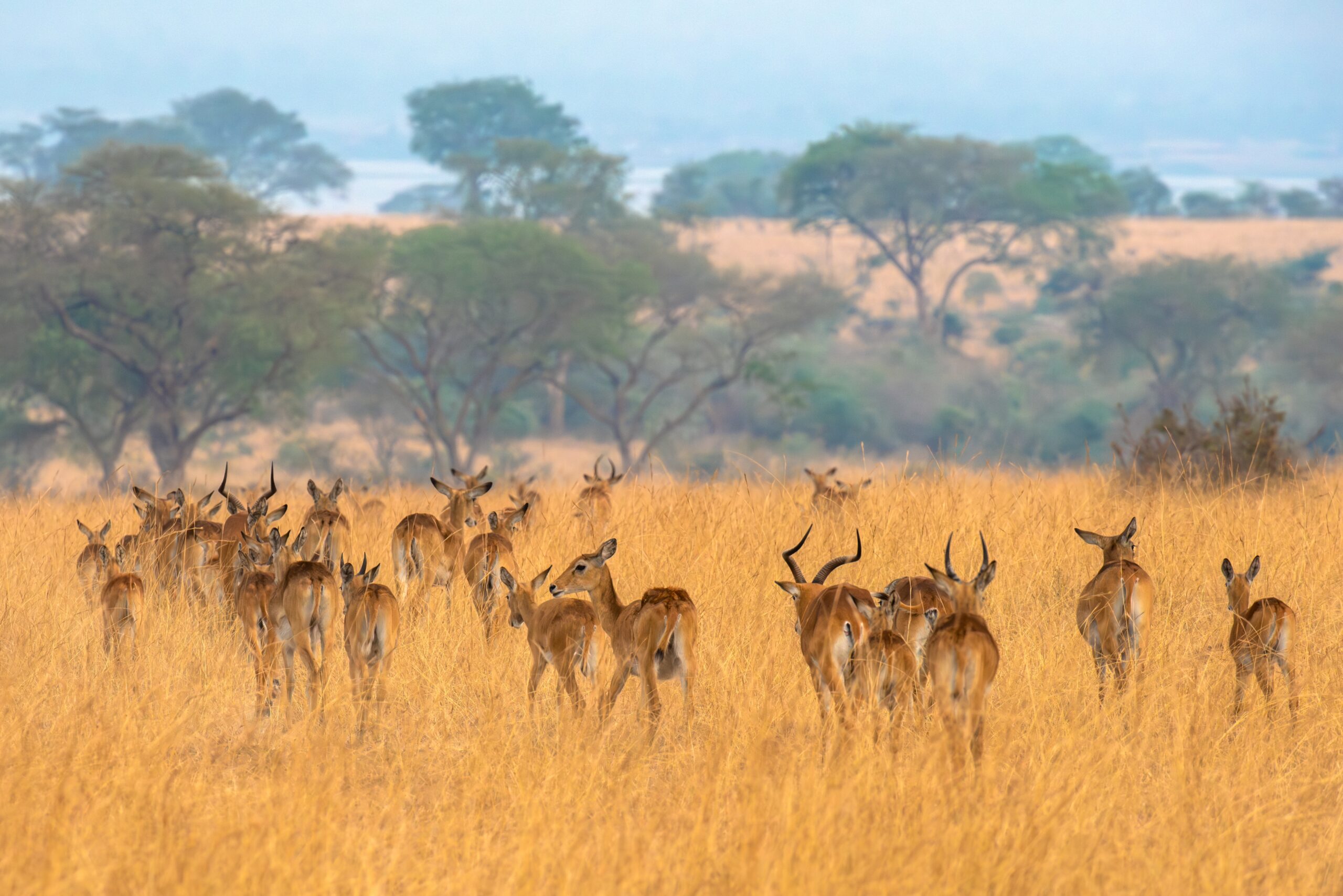 Een kudde Grant’s gazellen in Murchison Falls National Park – savannesafari in Oeganda met Christoffel Travel