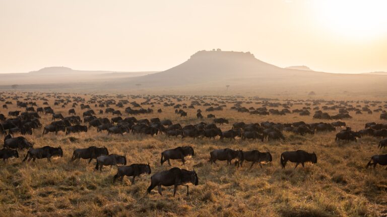 Duizenden gnoes trekken door de Serengeti bij zonsopkomst – onderdeel van de Grote Migratie met Christoffel Travel