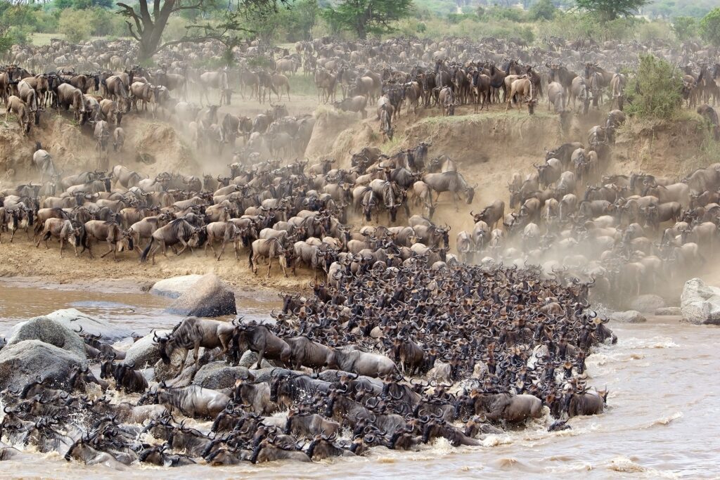 Gnoes steken de Mara-rivier over tijdens de grote migratie in Serengeti National Park, Tanzania – met Christoffel Travel