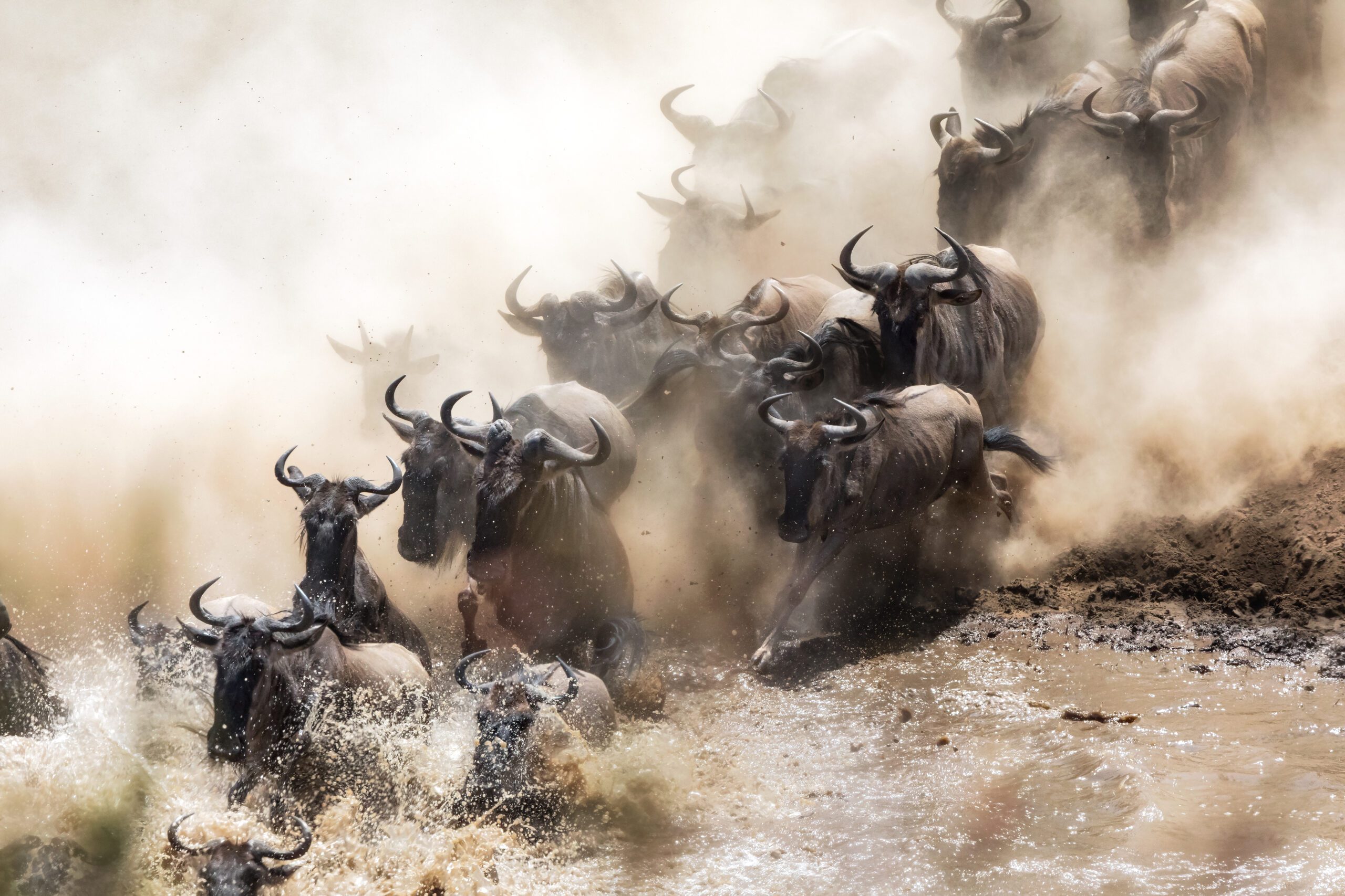 Indrukwekkende gnoemigratie in Serengeti National Park, Tanzania – natuurspektakel met Christoffel Travel