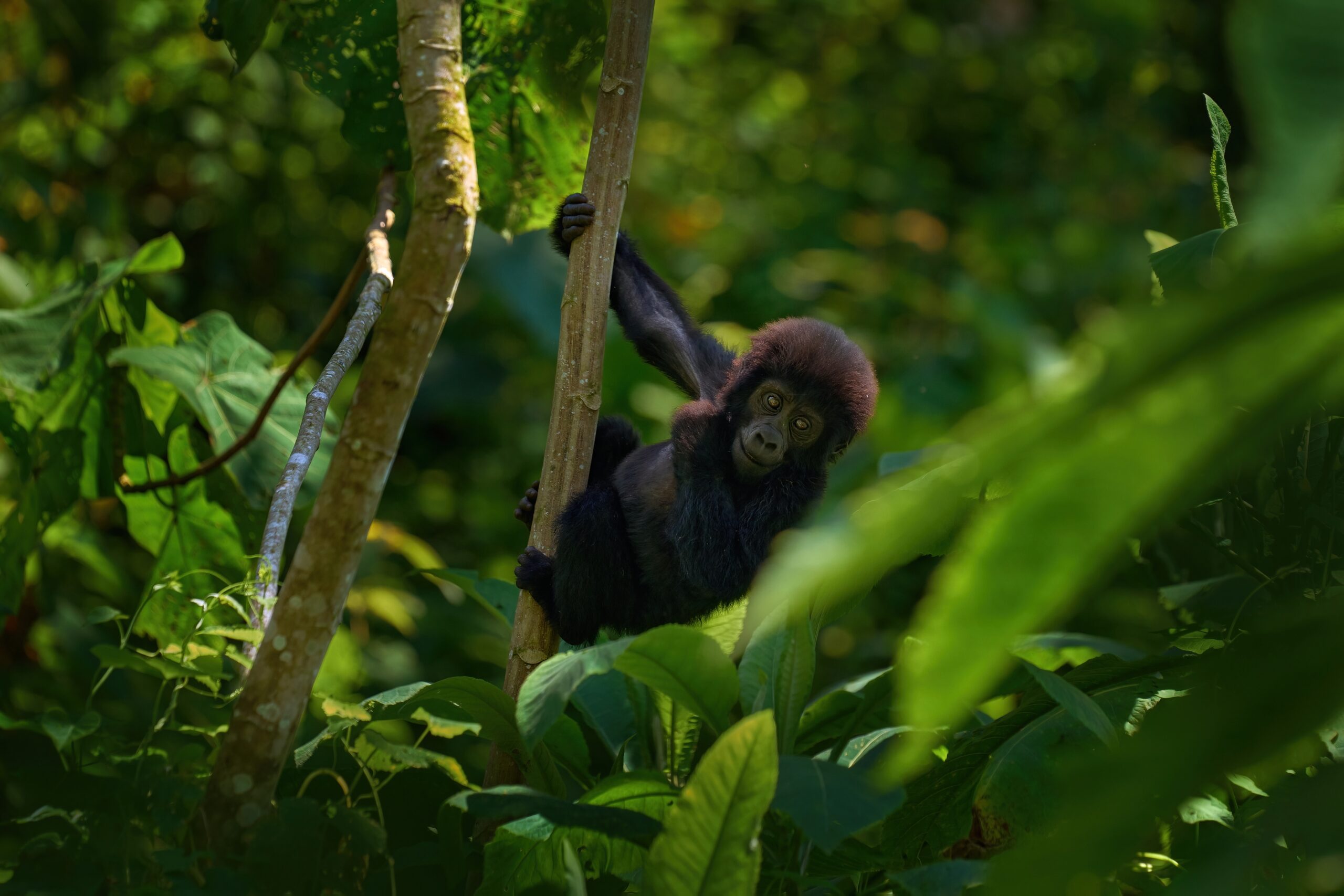 Jonge berggorilla in het tropisch regenwoud van Bwindi National Park in Oeganda – unieke wildlife ervaring met Christoffel Travel