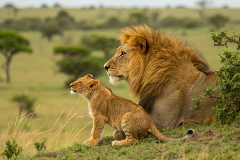 Een leeuw met zijn welp in het grasland van de Masai Mara, Kenia – ontmoet Afrika’s wildlife met Christoffel Travel