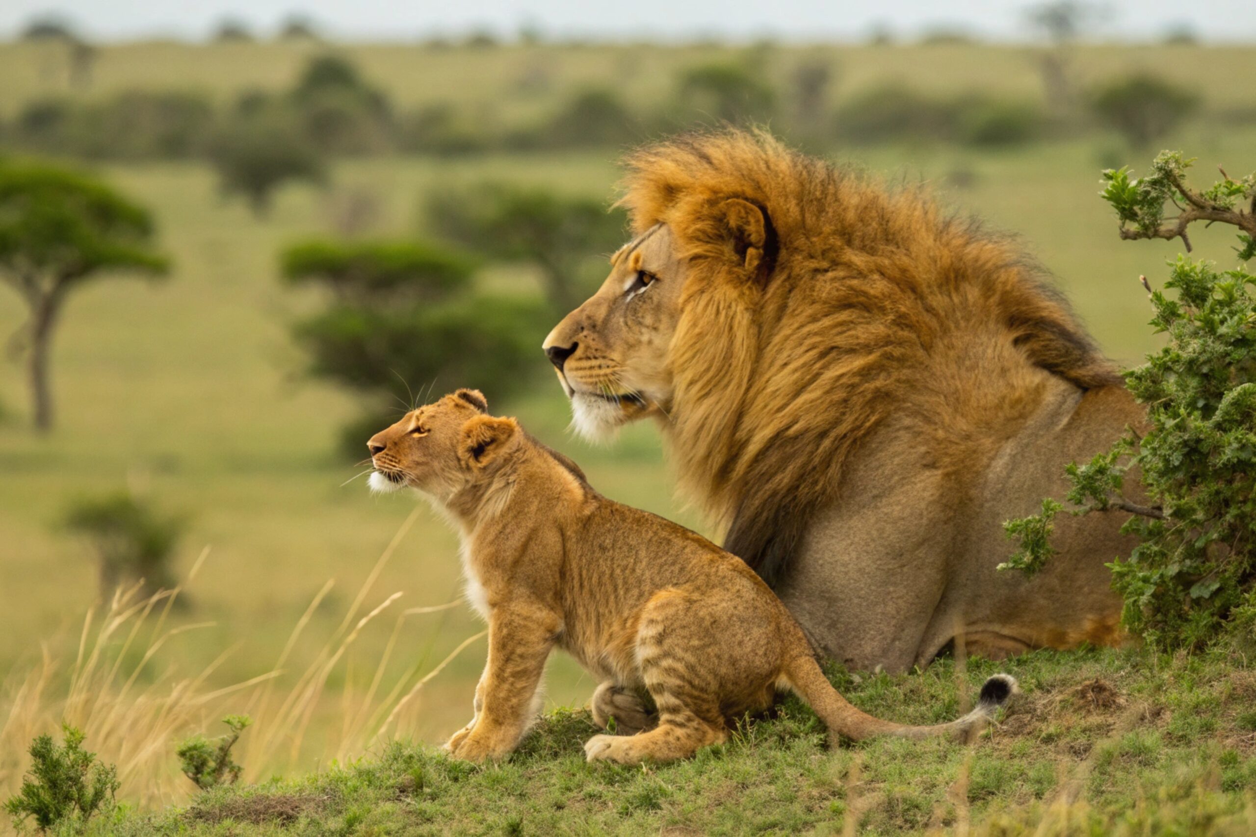 Een leeuw met zijn welp in het grasland van de Masai Mara, Kenia – ontmoet Afrika’s wildlife met Christoffel Travel