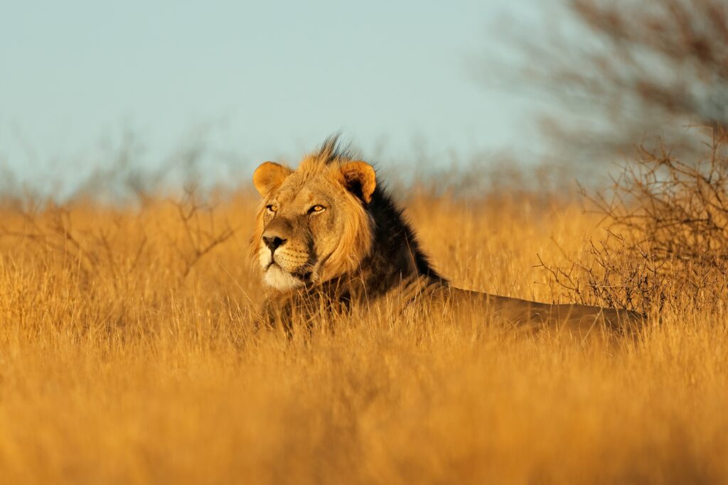 Mannelijke Afrikaanse leeuw in het zachte ochtendlicht van de Kalahariwoestijn, Zuid-Afrika – wildlife met Christoffel Travel.