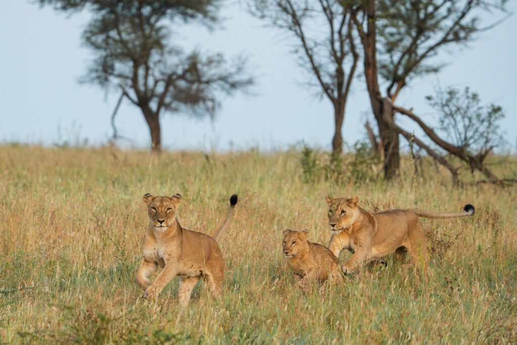 Leeuwinnen met welp in Tarangire National Park, Tanzania – safari met Christoffel Travel