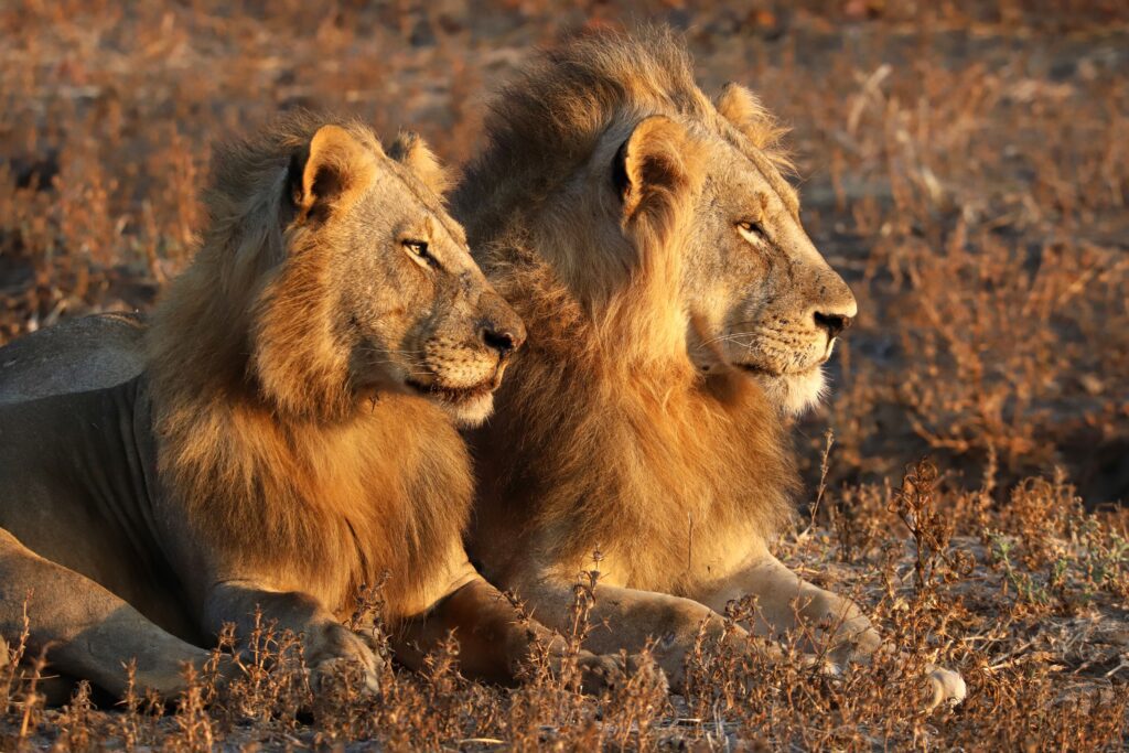 Twee leeuwen rusten in het gras van Lower Zambezi National Park, Zambia – vastgelegd tijdens een exclusieve safari met Christoffel Travel.