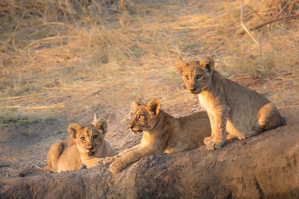 Leeuwenwelpen in zacht ochtendlicht in Ruaha National Park, Tanzania – puur safarimoment met Christoffel Travel