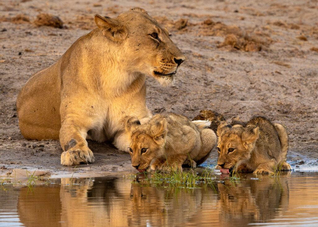 Jonge leeuwenwelpjes in de Okavango Delta