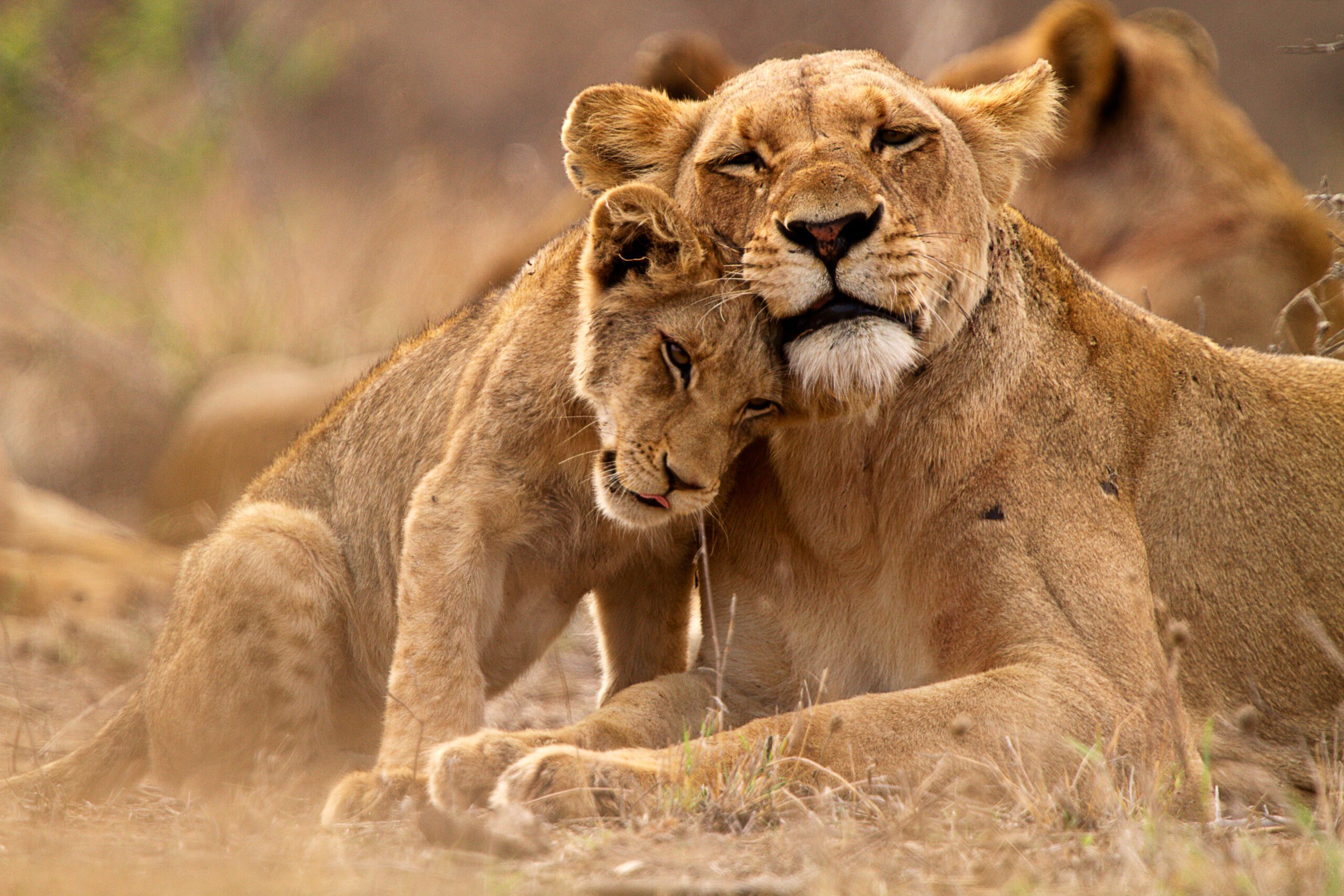 Intiem moment tussen een leeuwin en haar welp in Krugerpark, Zuid-Afrika – vastgelegd tijdens een safari van Christoffel Travel