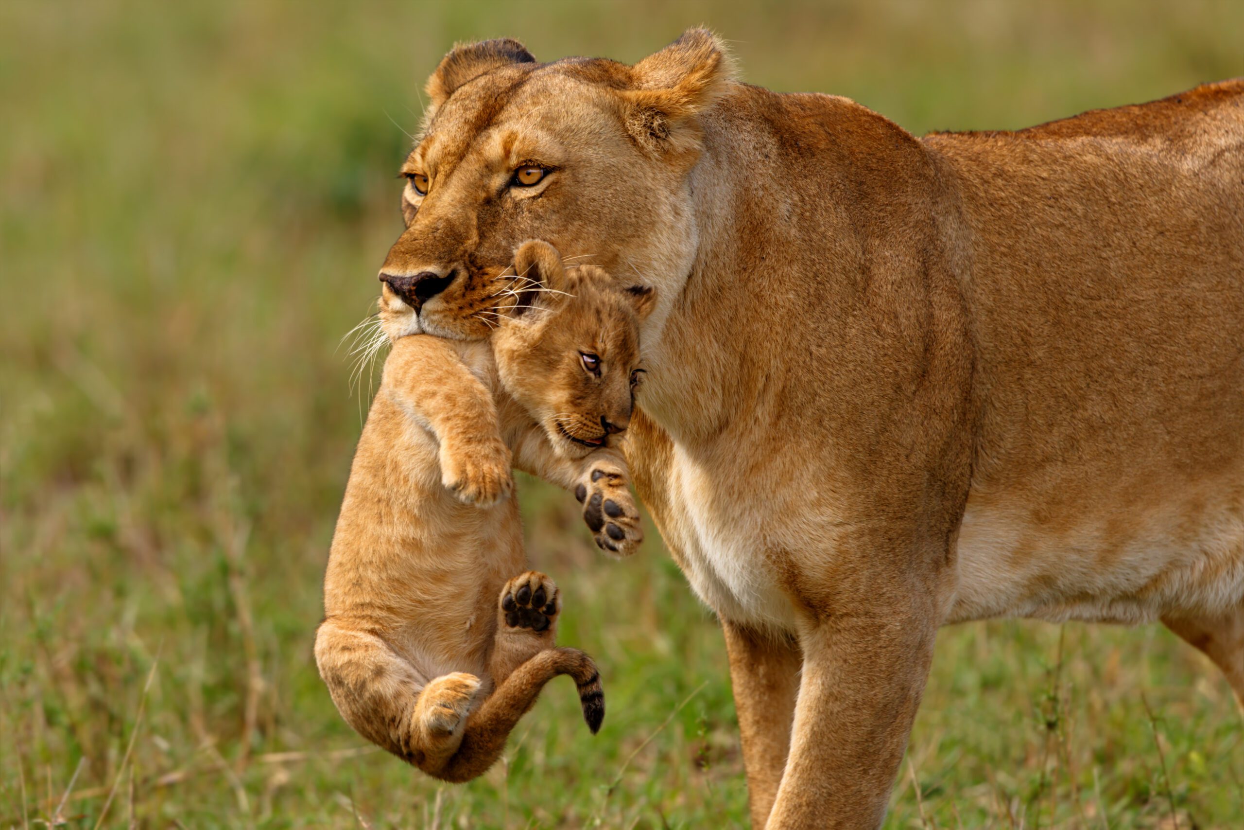 Een leeuwin tilt haar welp op en brengt hem naar een veilige plek in de Masai Mara – unieke wildlife ervaring met Christoffel Travel