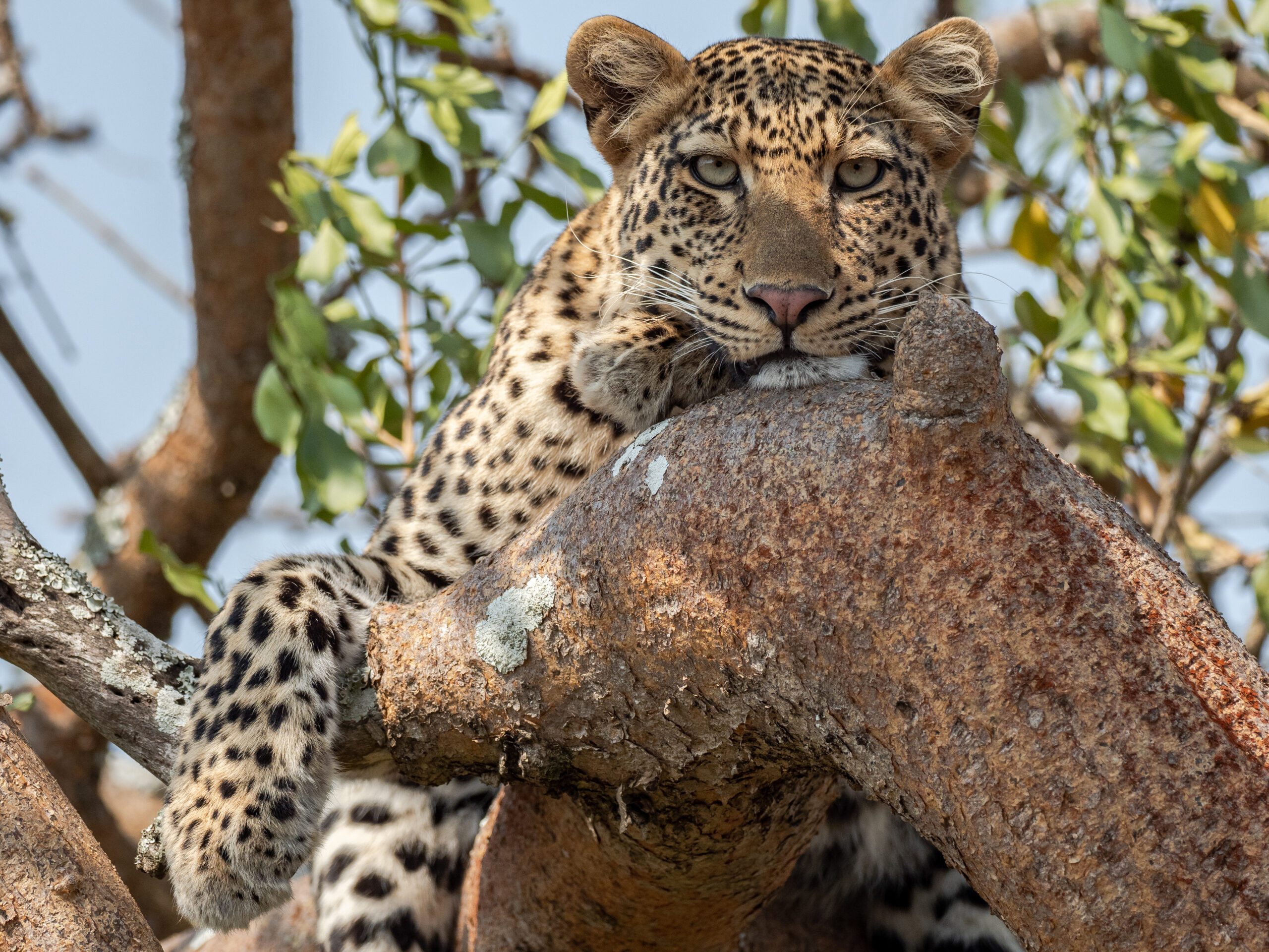 Rustende luipaard in een boom bij Magashi Camp in Akagera National Park, Rwanda – gespot tijdens een safari met Christoffel Travel
