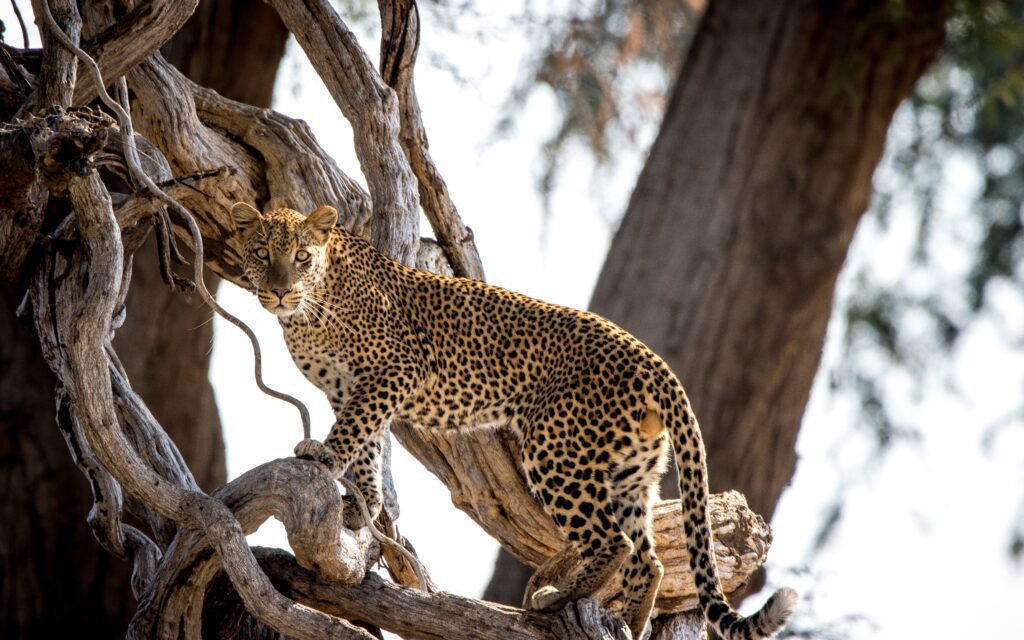 Afrikaanse luipaard klimt sierlijk in een boom in de wetlands van Lower Zambezi National Park, Zambia – gespot tijdens een luxe safari met Christoffel Travel.