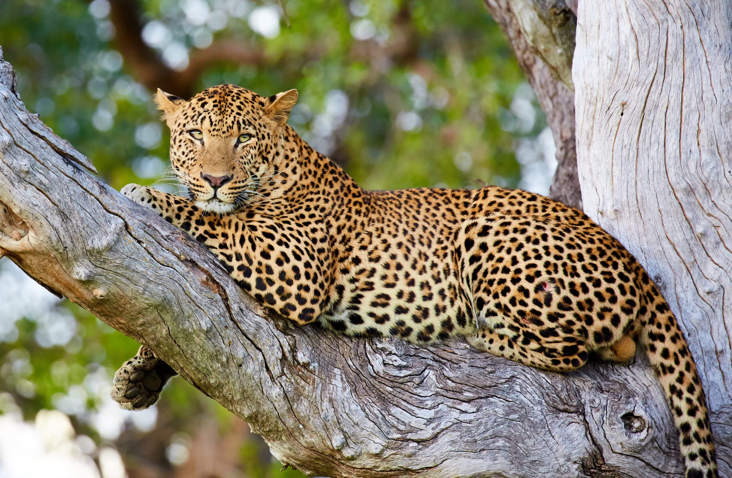 Majestueuze luipaard rust in een boom na een gevecht, gefotografeerd in South Luangwa National Park, Zambia – safari met Christoffel Travel