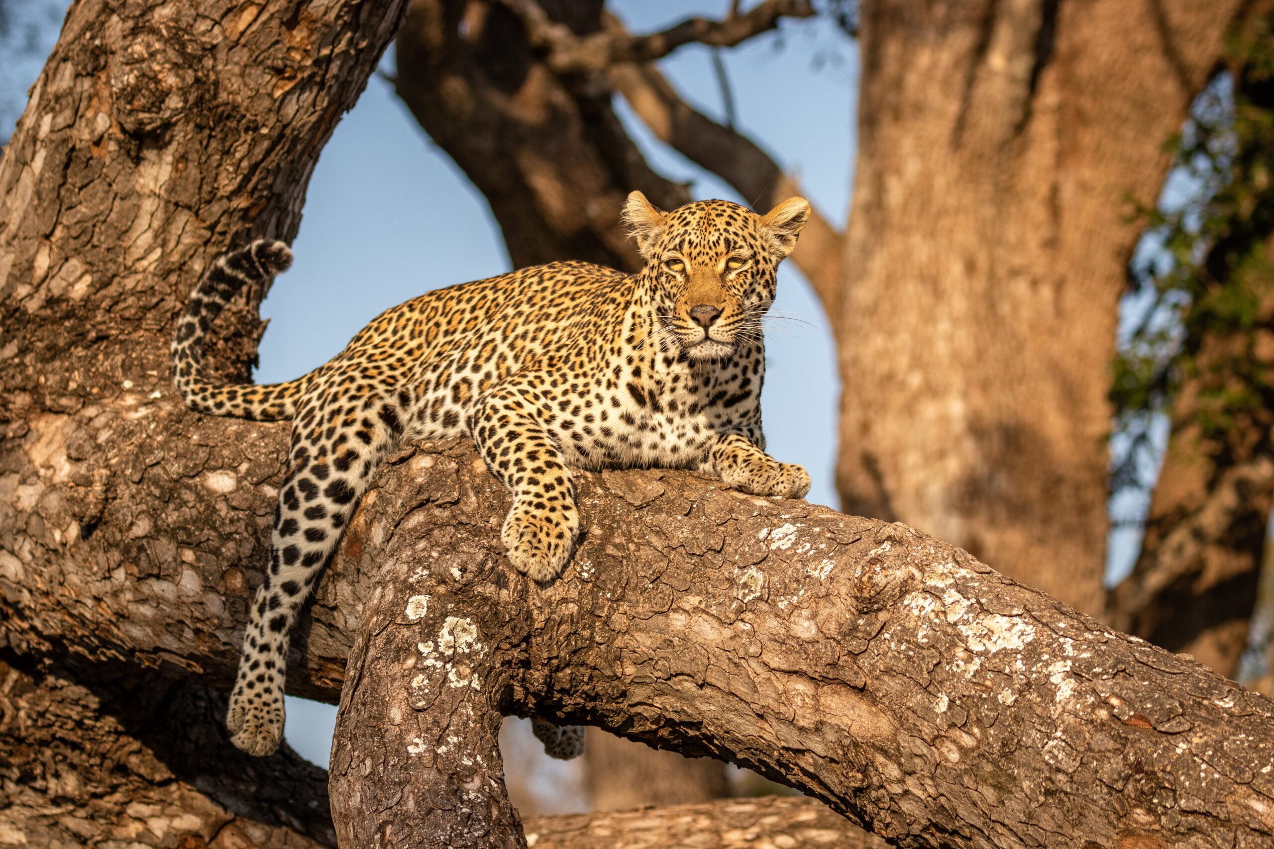 Mannelijke luipaard rustend in een boom in het Sabi Sands Game Reserve, Zuid-Afrika – een zeldzaam moment vastgelegd met Christoffel Travel.
